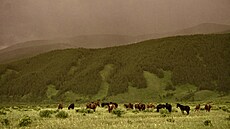 Divocí kon se pasou v pohoí Altaj. (29. ervna 2025)