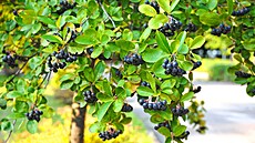 Temnoplodec ernoplodý  (Aronia melanocarpa) je ke bez trn, pvodem ze...