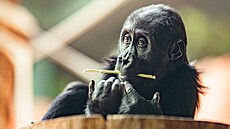 Mobi, vnuka legendární Moji narozené v Praze