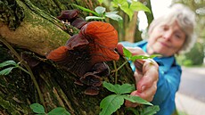 �Boltcovitka je houba, která roste celoro�n�, v�etn� zimy, ale ke svému r�stu...