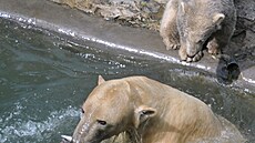 Medv�dice Cora s mlá�aty Kometou a Nanukem v brn�nské zoo. (29. dubna 2013)