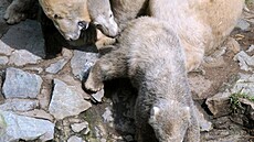 Medv�dice Cora s mlá�aty Kometou a Nanukem v brn�nské zoo. (29. dubna 2013)