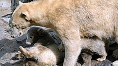 Medv�dice Cora s mlá�aty Kometou a Nanukem v brn�nské zoo. (29. dubna 2013)