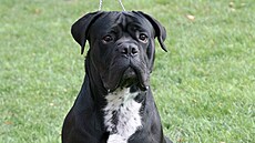 Cane Corso Italiano