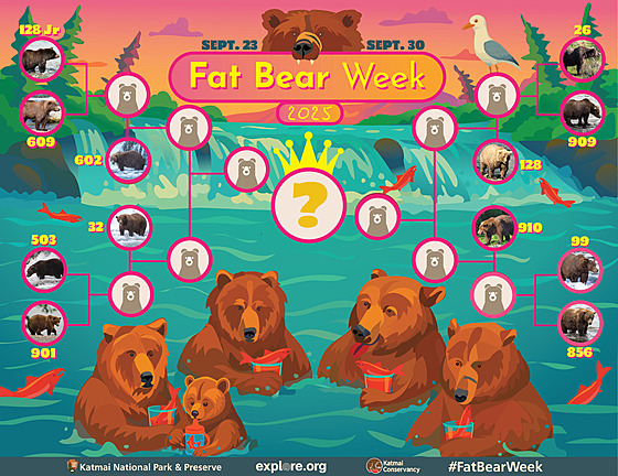 Fat Bear Week 2025. �eka byla letos plná losos� zhruba �est týdn�, co� medv�d�m...