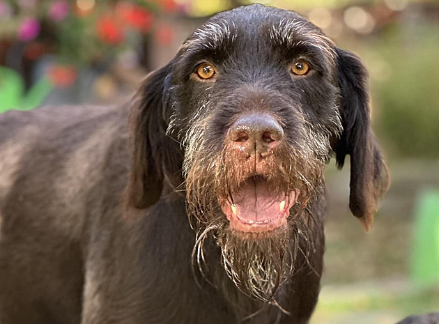 Osmiletý eský fousek Borek byl loveckým psem, absolventem celé ady zkouek....