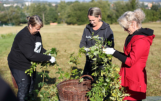 esání chmele na nejvýe poloené chmelnici v eské republice. Nachází se v...