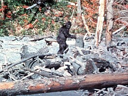 Roger Petterson a Bob Gimlin zachytili 20. �íjna 1967 údajného Bigfoota v...