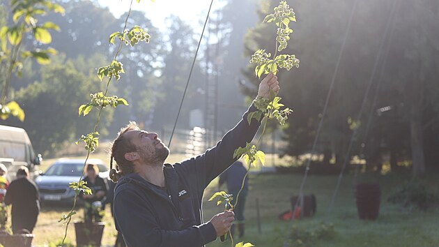 Česání chmele na nejvýše položené chmelnici v České republice. Nachází se v Humpolci v nadmořské výšce 560 metrů nad mořem. Pivovar Bernard ze zdejšího chmele uvaří speciální jedenáctku. (16. září 2025)