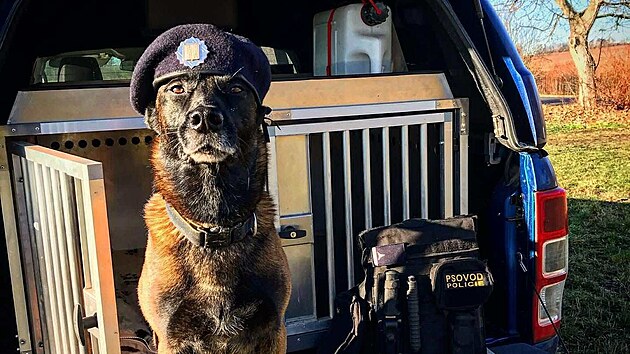 Policejní pes Fantom jde do zaslou�eného psího d�chodu.