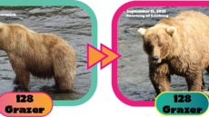Fat Bear Week 2025, fotky medv�d� �p�ed� a �po p�ibírání�.