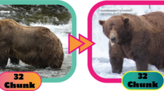 Fat Bear Week 2025, fotky medv�d� �p�ed� a �po p�ibírání�.