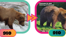 Fat Bear Week 2025, fotky medv�d� �p�ed� a �po p�ibírání�.