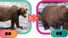Fat Bear Week 2025, fotky medv�d� �p�ed� a �po p�ibírání�.