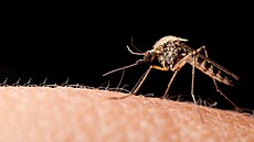 Kadý organismus má v potravním etzci svoje tko zastupitelné místo. A to i...