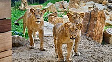 Nkolik krok tam, nkolik zpátky, poád ve stejných stopách. Tak smutn...