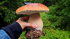 Konec prázdnin houbám moc nep�ál. Dlouhotrvající sucho zastavilo r�st, de�t�...