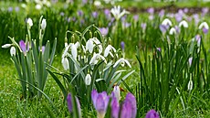 Jejich drobné bílé kvítky jsou jednou z prvních a neoddiskutovatelných...