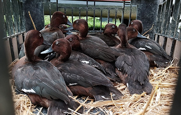 Zaátkem týdne ostravská zoo ve spolupráci se Zoo Hluboká na jihu ech...