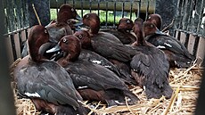 Zaátkem týdne ostravská zoo ve spolupráci se Zoo Hluboká na jihu ech...