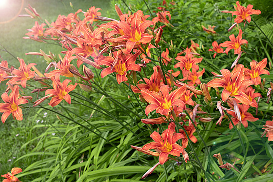 P�ejete si na léto vytvo�it na zahrad� p�ed�l, nap�íklad mezi u�itkovými...