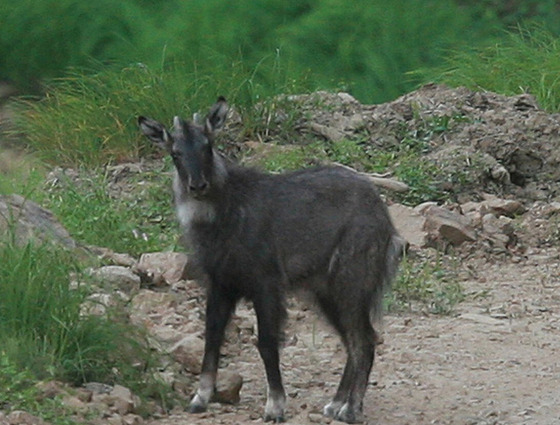 Goral východní v Koreji (7. ervence 2010)