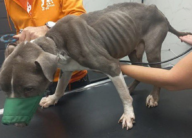 Zuboeného psa nakonec museli nechat uspat.