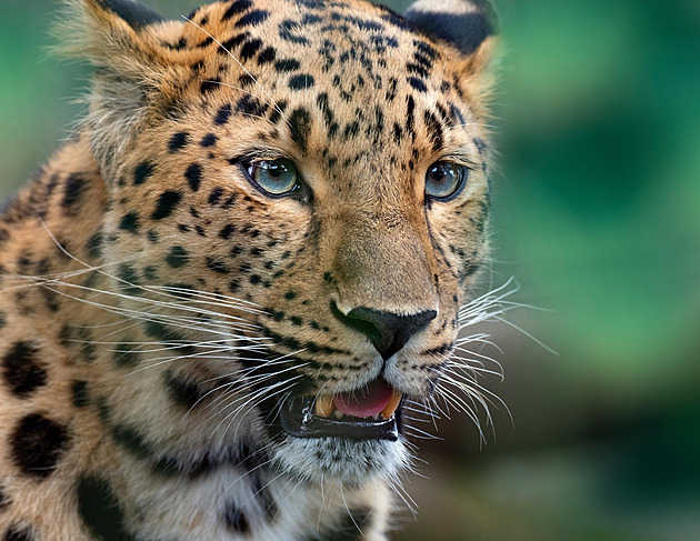 Českého mnicha na Srí Lance usmrtil levhart, tělo našli v jeskyni