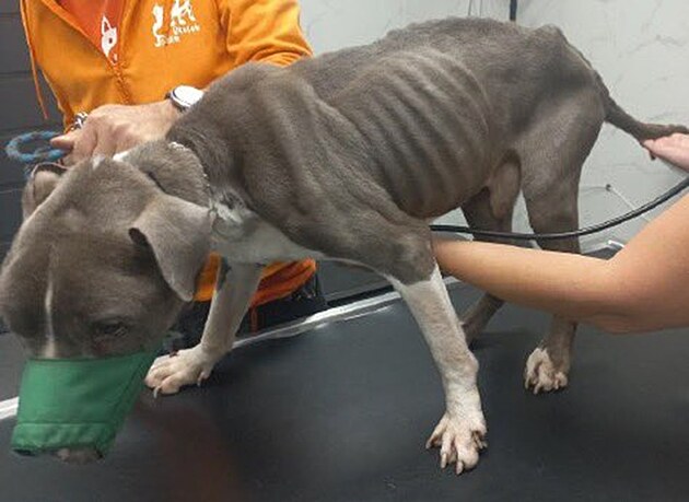 Zuboeného psa nakonec museli nechat uspat.