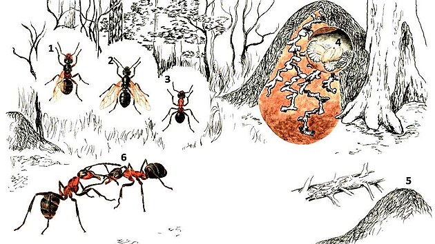 Sch�ma, je� stru�n� vystihuje z�kladn� stavebn� kameny b�n�ho �ivota lesn�ch mravenc�: 1 � kr�lovna, kter� po zalo�en� mraveni�t� ztr�c� k��dla; 2 � ok��dlen� samec; 3 � d�lnice; 4 � detail chodbi�ky v mraveni�ti, uvnit� kukla, larva a vaj��ka; 5 � n�kter� druhy mravenc� maj� v�ce kr�loven a tvo�� kolonie navz�jem p��buzn�ch mraveni��; 6 � krom� dorozum�v�n� pomoc� feromon� spolu mravenci komunikuj� i dotyky tykadel.