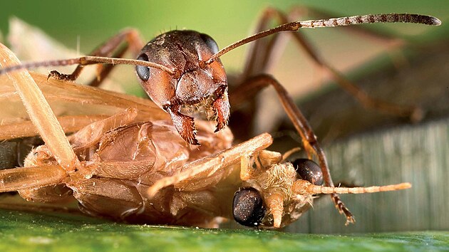 Na zv�t�en�m detailu mraven�� hlavy jsou dob�e patrn� zabij�ck� kusadla. Mravenci jsou nejv�t��mi pred�tory mezi bezobratl�mi. �Kdyby se svoj� genetickou a evolu�n� v�bavou dorostli t�eba do velikosti potkan�, stali by se bezpochyby vrcholn�mi pred�tory a dominovali by,� tvrd� biolog Ji�� T�ma.