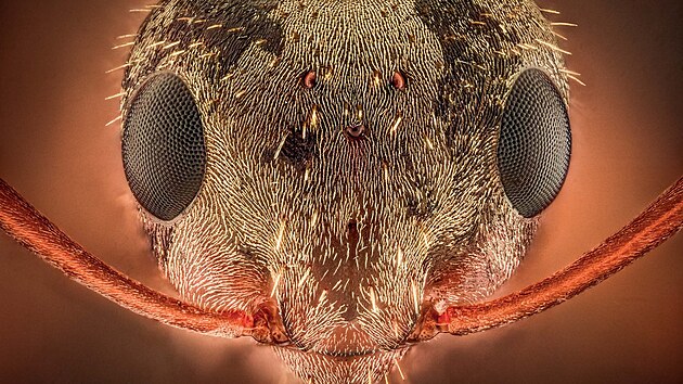 Na zv�t�en�m detailu mraven�� hlavy jsou dob�e patrn� zabij�ck� kusadla. Mravenci jsou nejv�t��mi pred�tory mezi bezobratl�mi. �Kdyby se svoj� genetickou a evolu�n� v�bavou dorostli t�eba do velikosti potkan�, stali by se bezpochyby vrcholn�mi pred�tory a dominovali by,� tvrd� biolog Ji�� T�ma.