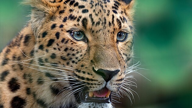 Českého mnicha na Srí Lance usmrtil levhart, tělo našli v jeskyni