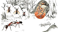 Schéma, je� stru�n� vystihuje základní stavební kameny b�ného �ivota lesních...