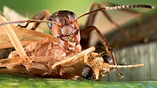 Na zv�t�eném detailu mraven�í hlavy jsou dob�e patrná zabijácká kusadla....