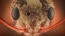 Na zv�t�eném detailu mraven�í hlavy jsou dob�e patrná zabijácká kusadla....