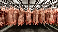 Povené vepové plky v Modleticích (íjen 2025)