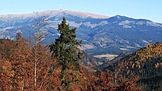 Kráova hoa za zády