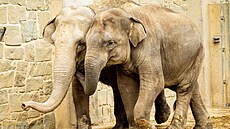Skupinu slon v ostravské zoo opustí osmiletý samec (vpravo). (9. íjna 2025)