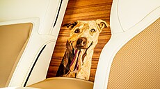 Záí bylo v autobrani nabité zajímavými událostmi. Milovaný pes dostal...