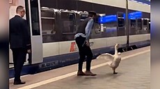 Pasa�érovi polského vlaku prchla husa