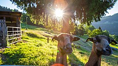 Amenity Hotels & Resorts