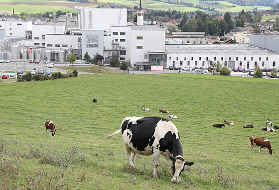 Krávy pasoucí se na louce pímo ped továrnou Nestlé ve výcarském Konolfingenu...