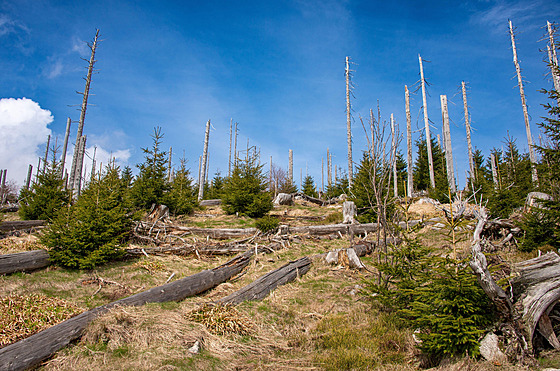 Nmecká ást umavy poblí obce Haidmühle.