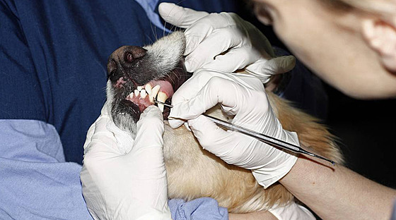 Odstranní zubního kamene radji nechte na veterinárním lékai.