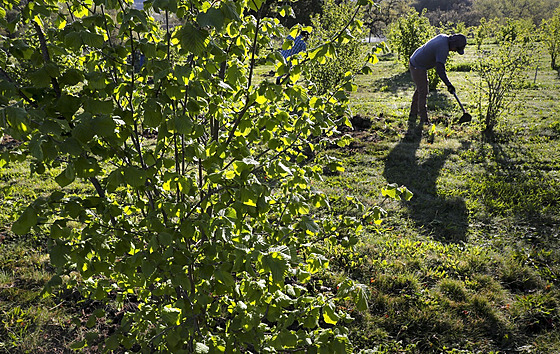 Vinaství Jackson Family Wines v Santa Rose v Kalifornii (31. bezna 2017)