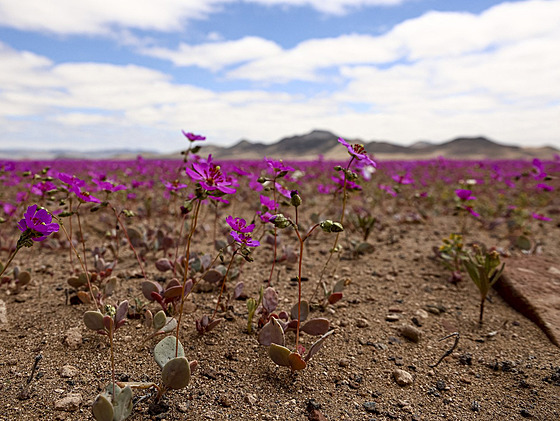 Rostlina Cistanthe (Calandrinia) longiscapa