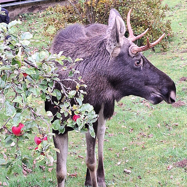 Policist z Nrska na umav vyjdli na oznmen, e na zahrad je los Emil a neme ven. Ten si mezitm v klidu pochutnval na jablkch. (13. jna 2025)