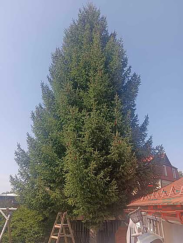 Smrk ztepilý, který letos na Vánoce ozdobí námstí ped libereckou radnicí,...