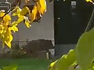 eny na Olomoucku pekvapil divok, bhal v obci u domu